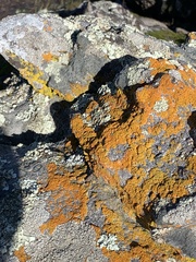 Candelariella rosulans