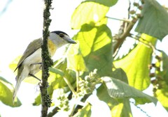 Pachyramphus viridis