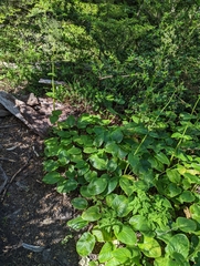 Valeriana lapathifolia