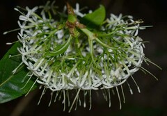 Pavetta australiensis