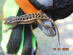 Sceloporus variabilis