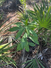 Clerodendrum indicum