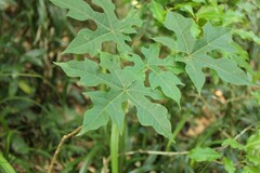 Brachychiton bidwillii