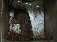 Heteromys irroratus