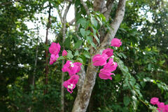 Bougainvillea glabra