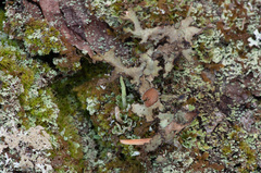 Tuckermanopsis ciliaris