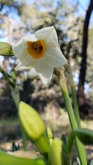 Narcissus tazetta