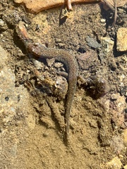 Desmognathus