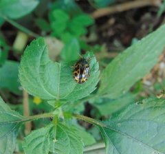 Calligrapha polyspila
