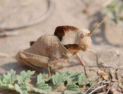Lobosceliana