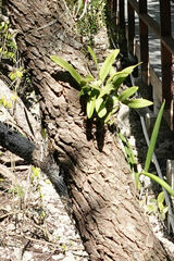 Prosthechea boothiana