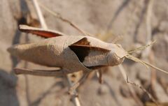 Lobosceliana