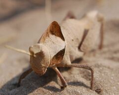 Lobosceliana