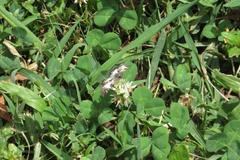 Chiomara asychis