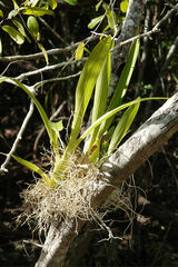 Prosthechea boothiana