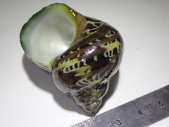 Turbo petholatus