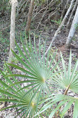 Coccothrinax proctorii