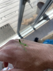 Miomantis caffra