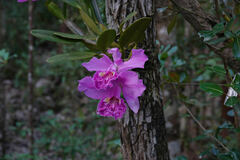 Cattleya trianae
