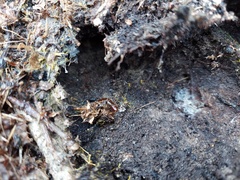 Scolopocryptops nigridius