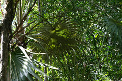 Coccothrinax proctorii