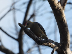 Melanerpes hoffmannii