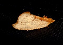 Glyphidoptera polymita