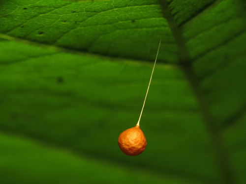 Common Eastern Ray Spider