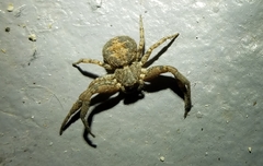 Bassaniana utahensis