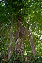 Caryota mitis