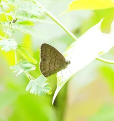 Hermeuptychia hermes