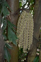 Caryota mitis