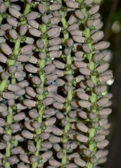 Caryota mitis