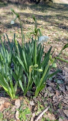 Narcissus tazetta