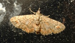 Pasiphilodes testulata