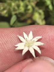Actinotus minor