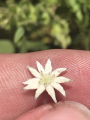 Actinotus minor