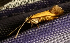 Crepidosceles exanthema