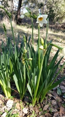 Narcissus tazetta