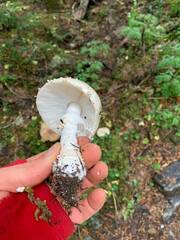 Amanita chrysoblema