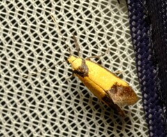 Crepidosceles exanthema