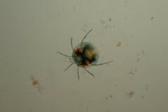 Hydrachnidia