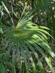 Coccothrinax proctorii