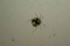 Hydrachnidia
