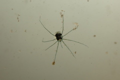 Hydrachnidia