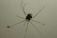 Hydrachnidia