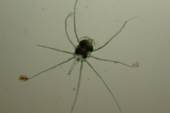 Hydrachnidia