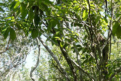 Sideroxylon foetidissimum