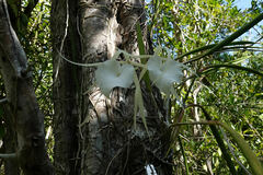 Brassavola nodosa
