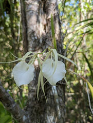 Brassavola nodosa